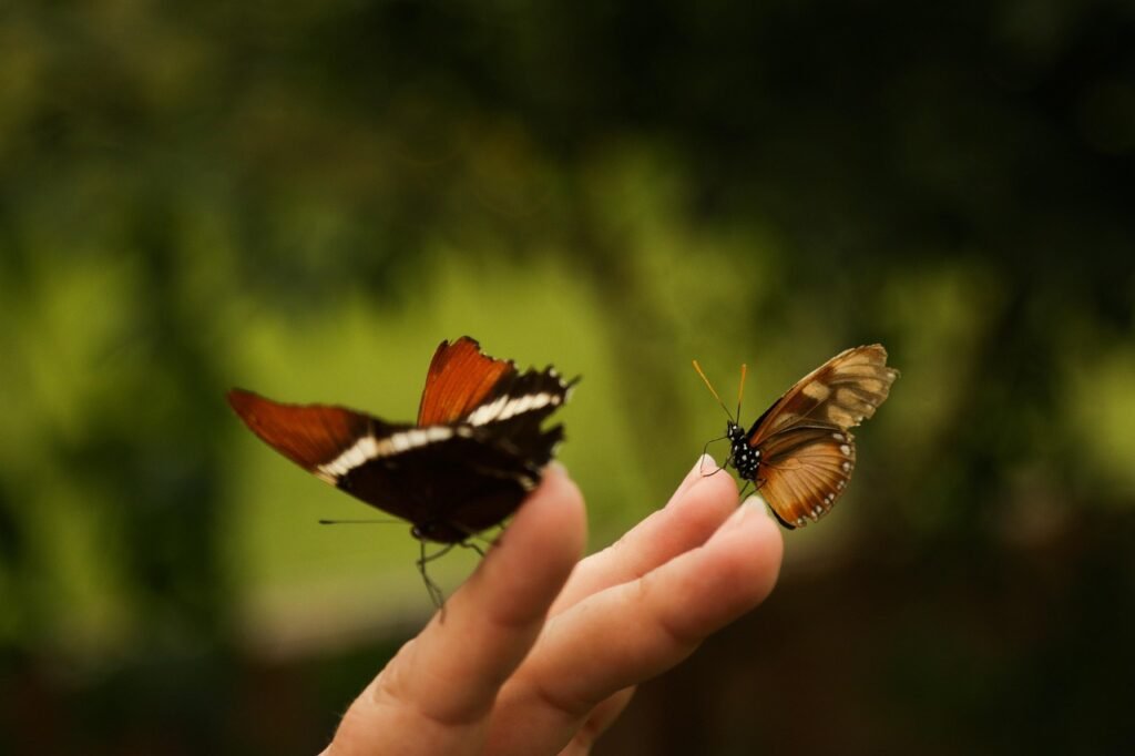 mariposa, insecto, naturaleza, alas, bicho, hojas, bosque, verde, naranja, mano, dedos, posarse, verde, verde, verde, verde, verde